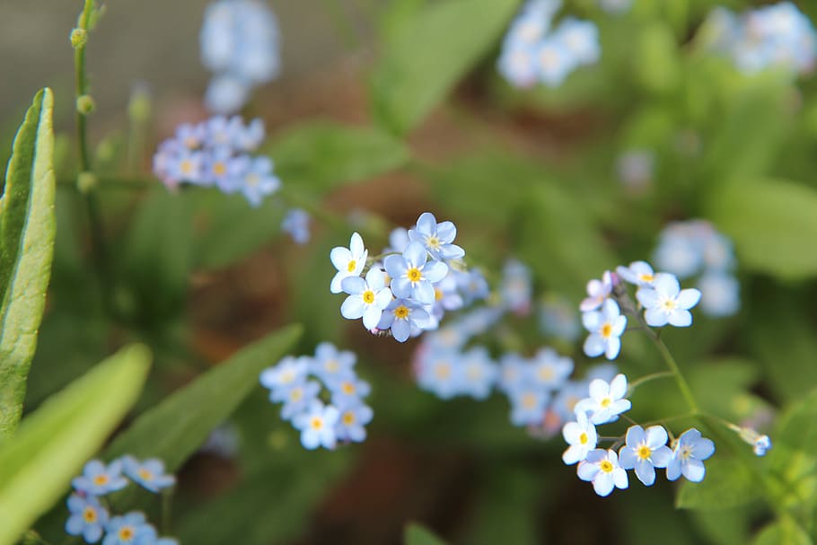 myosotis, forget-me-not blue, myosotis arvensis, flowering