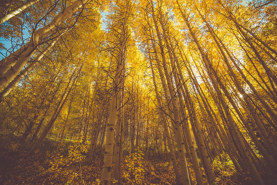 brown forest trees, brown tree during daytime, gold, aspen, yellow HD wallpaper