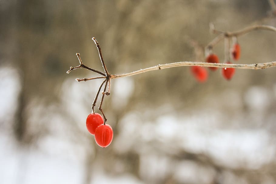 selective focus photo of red berries, tree, branch, twig, winter HD wallpaper