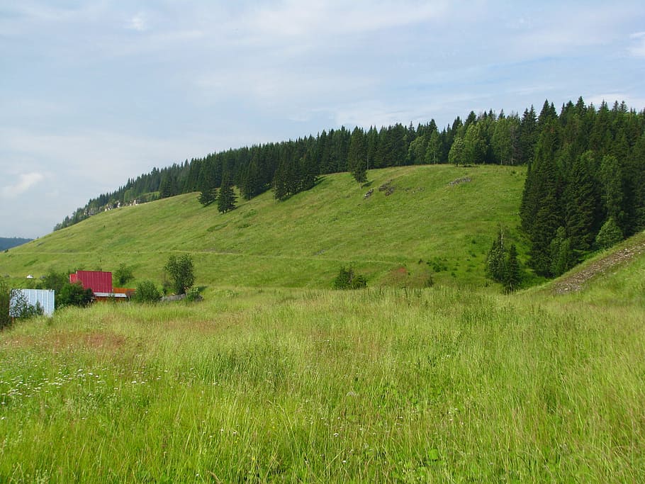 forest, nature, landscape, trees, summer, living nature, russia HD wallpaper
