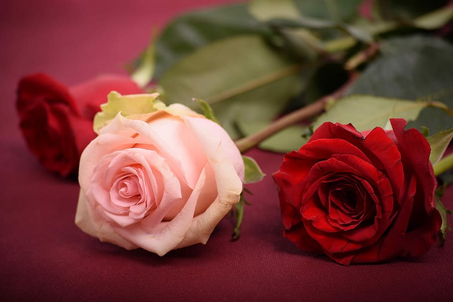 selective focus photo of pink and red roses on red surface, flower