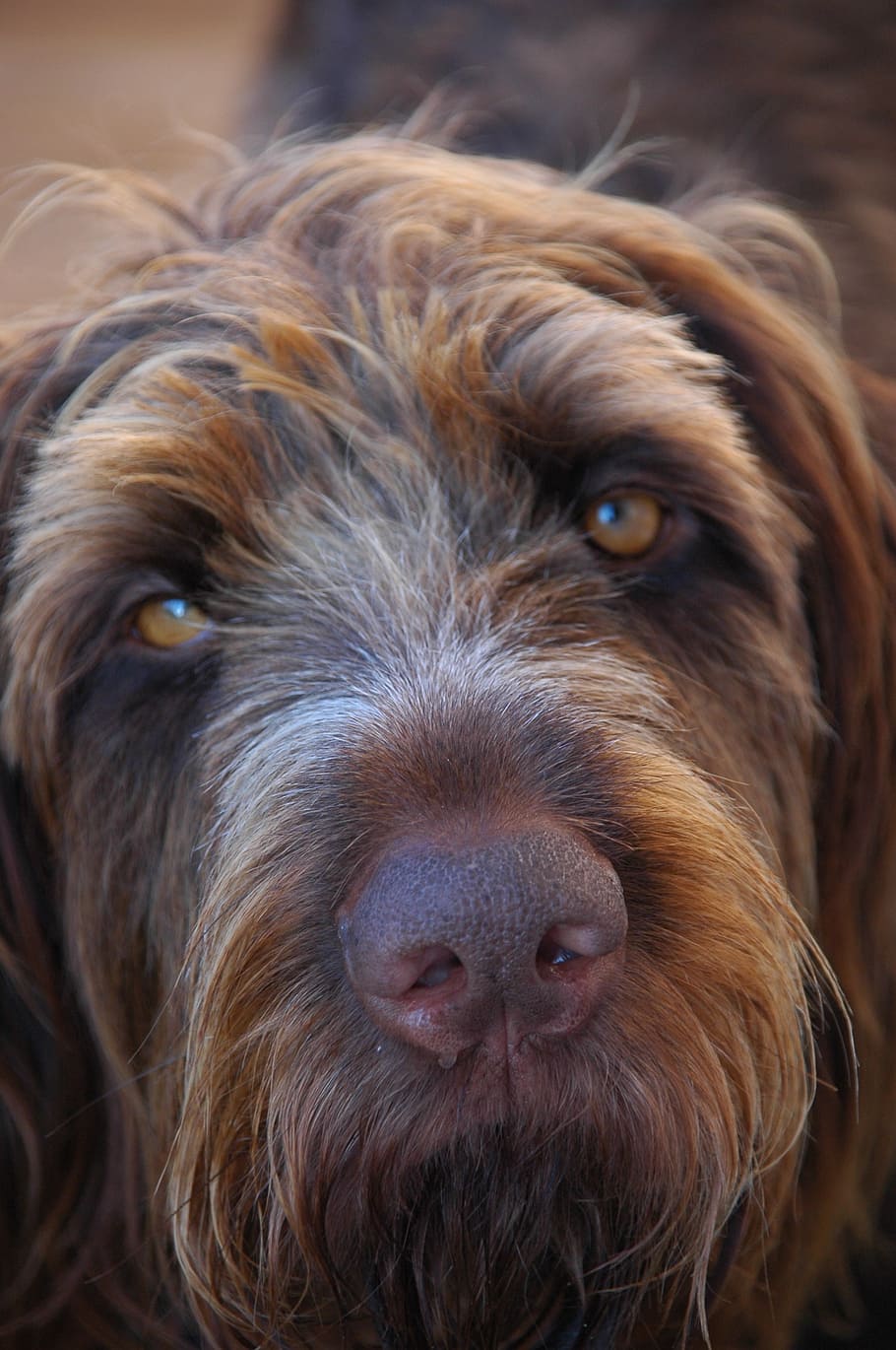 dog, wirehaired, close, long eared, animals, hunting, one animal HD wallpaper
