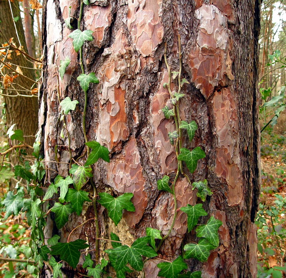 green vines climbing on tree trunk at daytime, log, bark, forest HD wallpaper