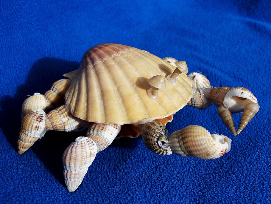 crafts, sea shells, crab, blue, animal, animal wildlife, animal themes HD wallpaper