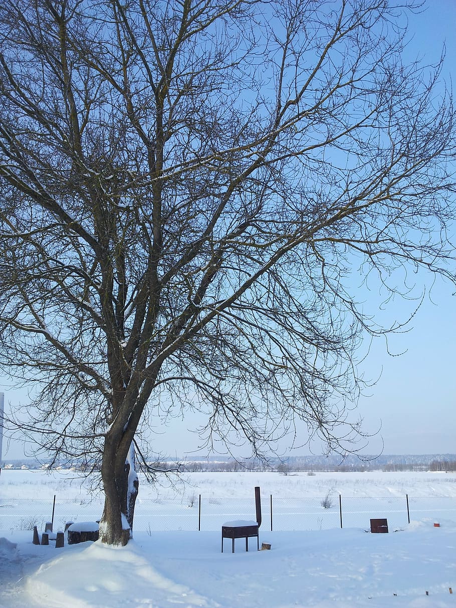 snow, winter, tree, landscape, village, cold temperature, bare tree HD wallpaper