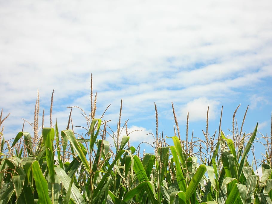 corn, corn field, plantation, growth, sky, cloud - sky, agriculture HD wallpaper