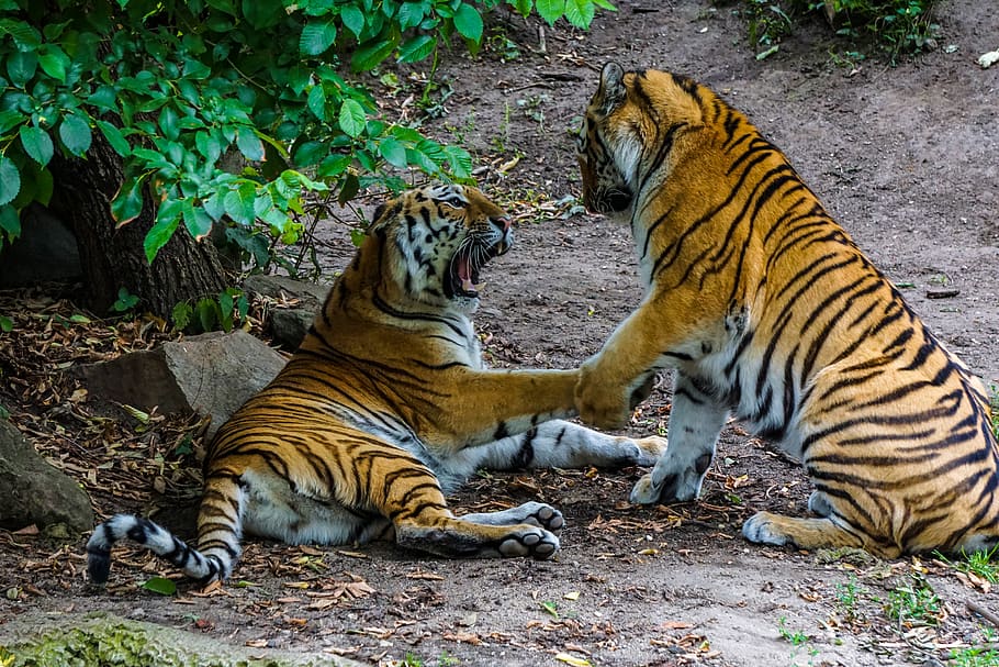 HD wallpaper: sumatran tiger, big cat, dangerous, zoo, predator ...