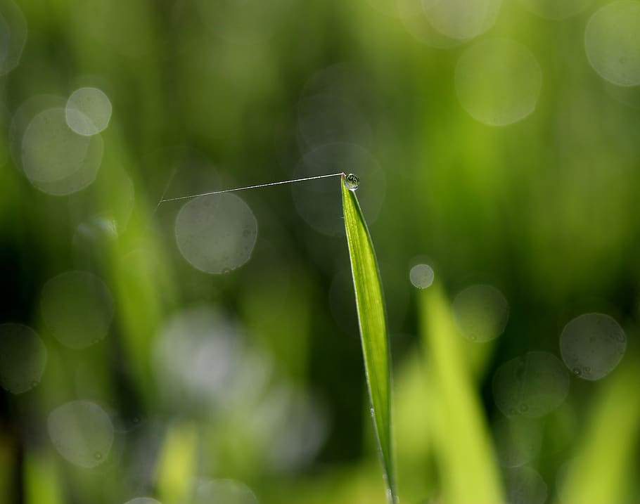grass, dew, green, spider web, fine, drops, bokeh, water, wet HD wallpaper
