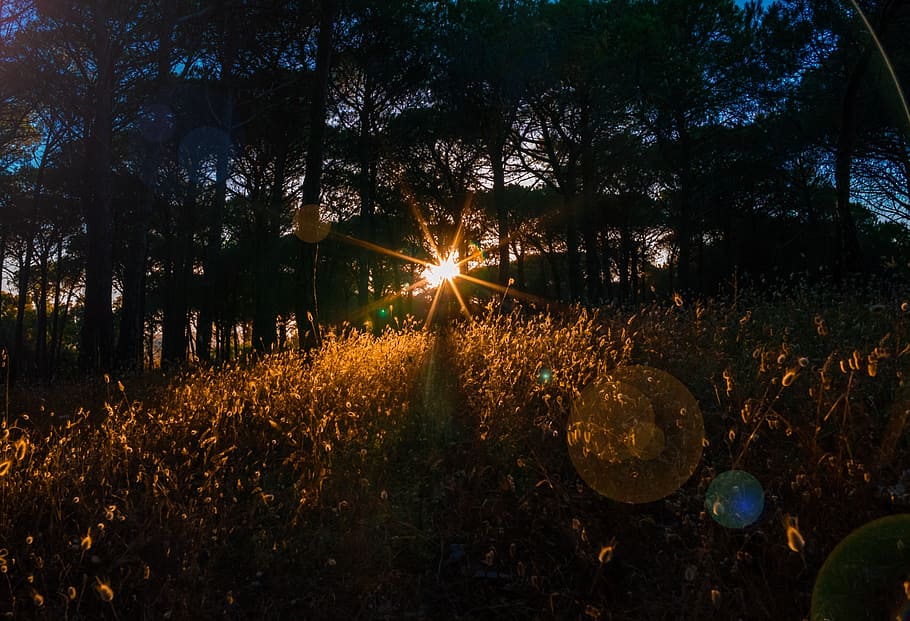 sunset in the woods, back light, forest, background, desktop background HD wallpaper