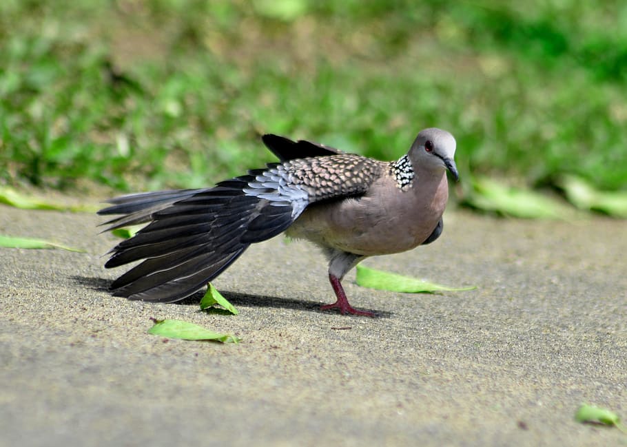 pigeon, collared, bird, grey, garden, natural, nature, collared-dove HD wallpaper