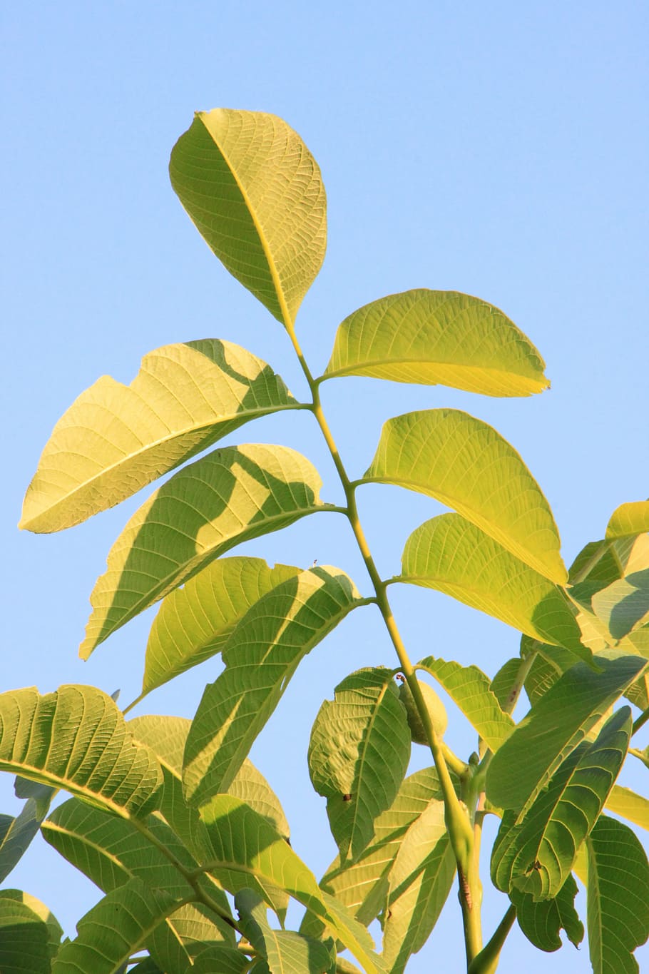 black, eastern, juglans, leaf, leaves, walnut, plants, plant part HD wallpaper