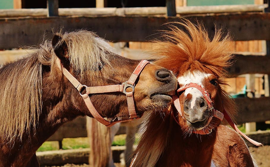 close-up photography of two brown horse, horses, play, funny, HD wallpaper