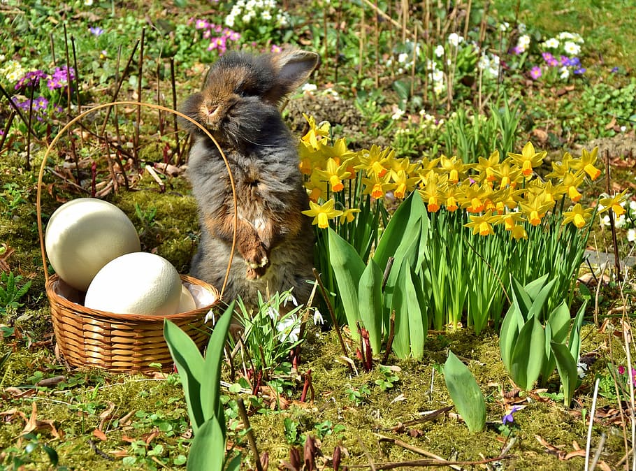 easter, easter bunny, beard rabbit, daffodil, animal, animal themes HD wallpaper