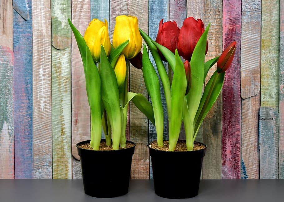 yellow and red flower plants, tulips, flowers, artificial, spring HD wallpaper