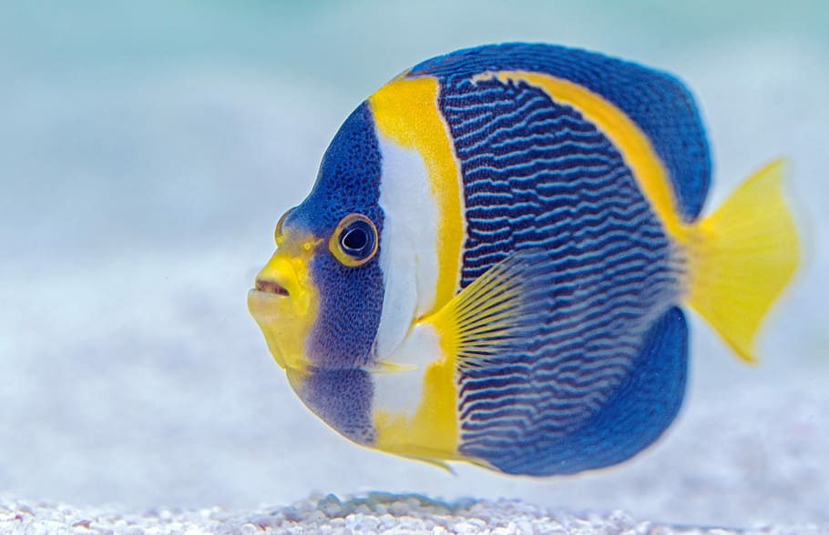 selective focus photography of blue and yellow finned fish, blue and yellow fish