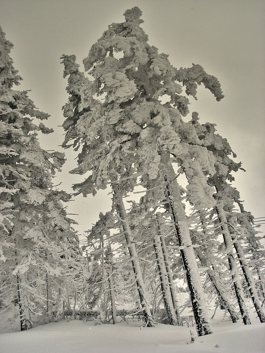 Winter, Trees, Snow, Cold, Frost, zing, skiing, mountains, january HD wallpaper