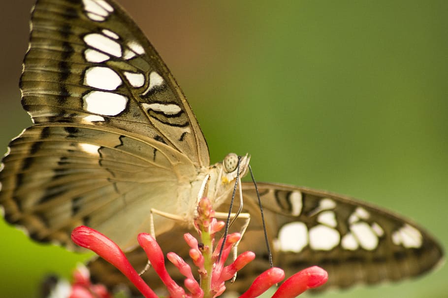 butterfly, insect, spots, flower, butterfly - insect, animal wing HD wallpaper