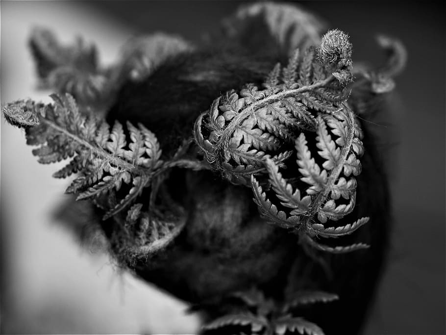 closeup, nature, fern, tree, close-up, selective focus, no people HD wallpaper