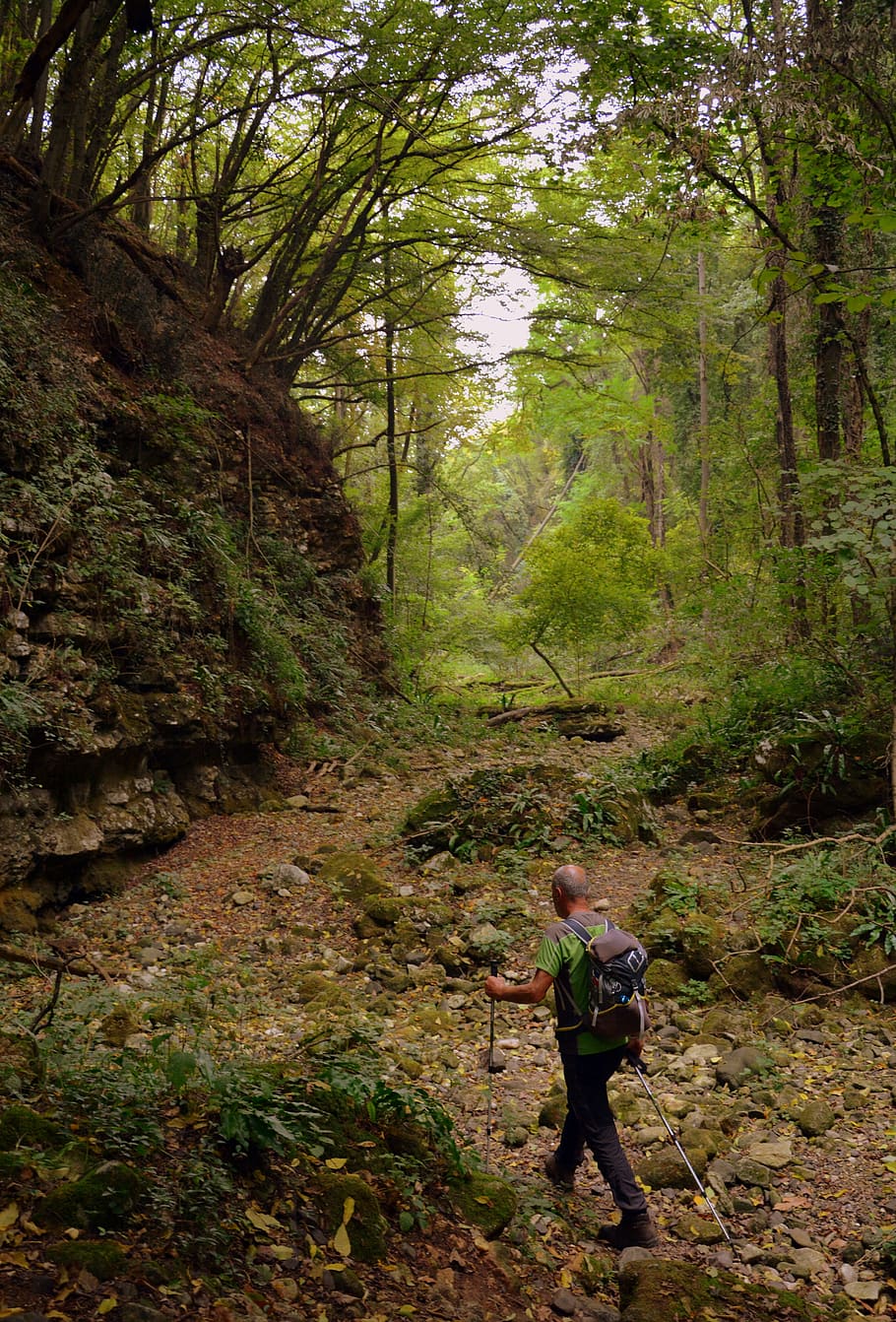 excursion, forest, val borago, valle, trail, e5, european, lessinia HD wallpaper