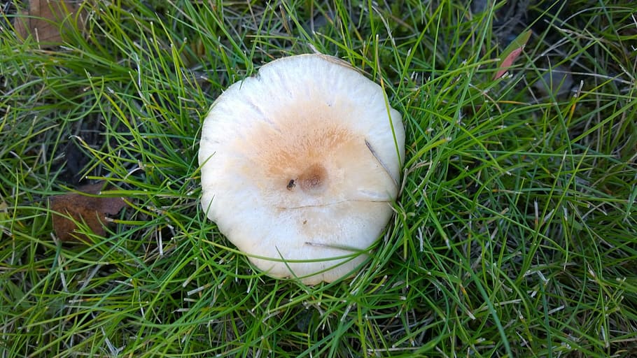 mushroom, grass, leaf, plant, land, field, high angle view HD wallpaper