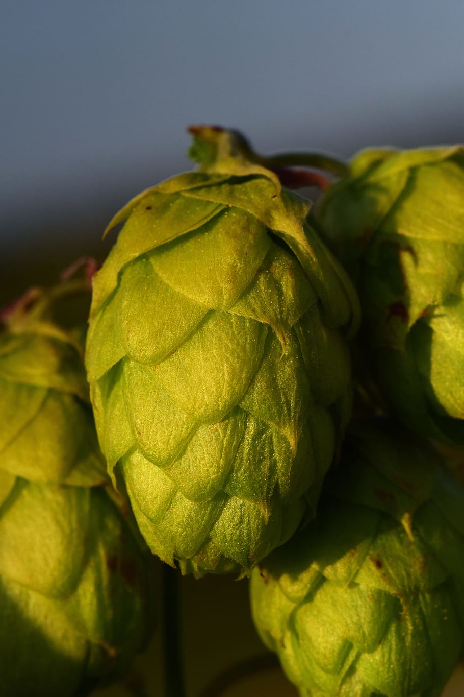 hops, hops flower, green, hanging, nature, blossom, bloom, close HD wallpaper