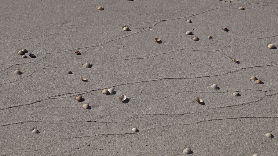 beach, lake, shell, sea, land, sand, footprint, no people, nature HD wallpaper