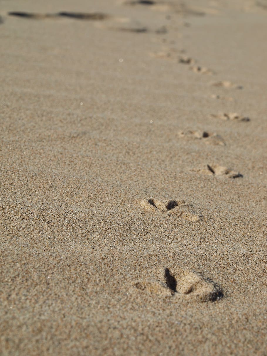 beach, footprints, sand, seagull, nature, summer, vacations HD wallpaper