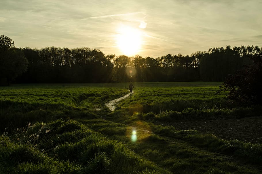 forest, evening, walk, sun, landscape, nature, beautiful, green HD wallpaper