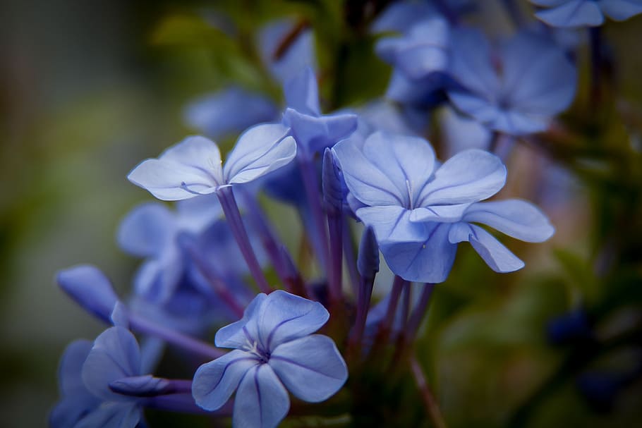 HD wallpaper: plumbago, flowers, bloom, flowering plant, fragility ...