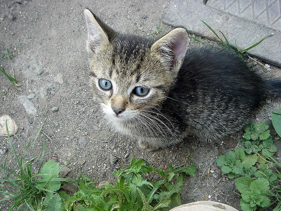 Kitten, Cub, View, Caress, Home, Pet, domestic cat, pets, domestic animals, HD wallpaper