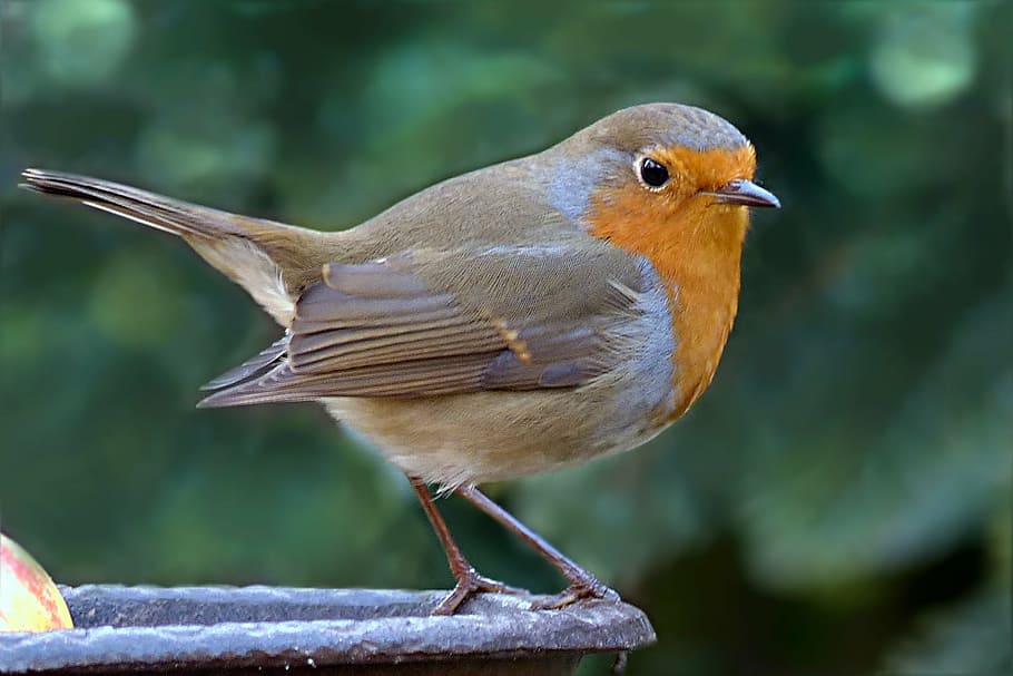 European robin, bird, erithacus rubecula, garden, foraging HD wallpaper