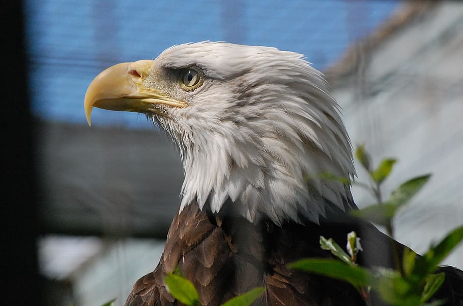 bald eagle, bird, predator, cage, bird of prey, animal, animal themes HD wallpaper