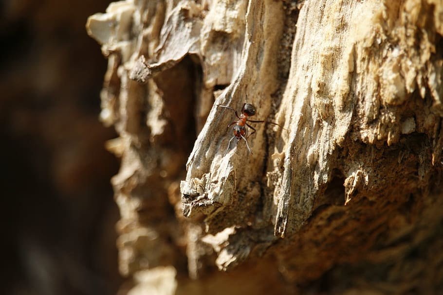 ant, macro, insect, macro photography, red ant, animal, close HD wallpaper