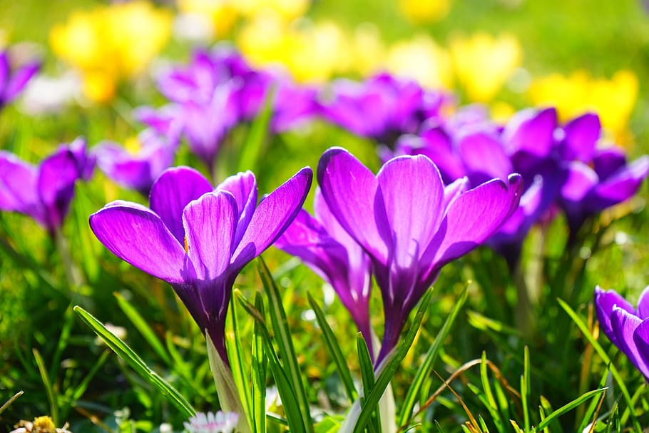 purple crocus flower selective focus photography, spring, bühen, HD wallpaper