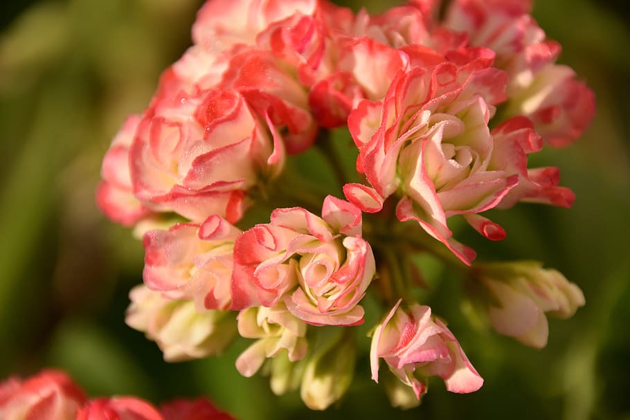 geranium, double, flowering, flowering plant, beauty in nature HD wallpaper