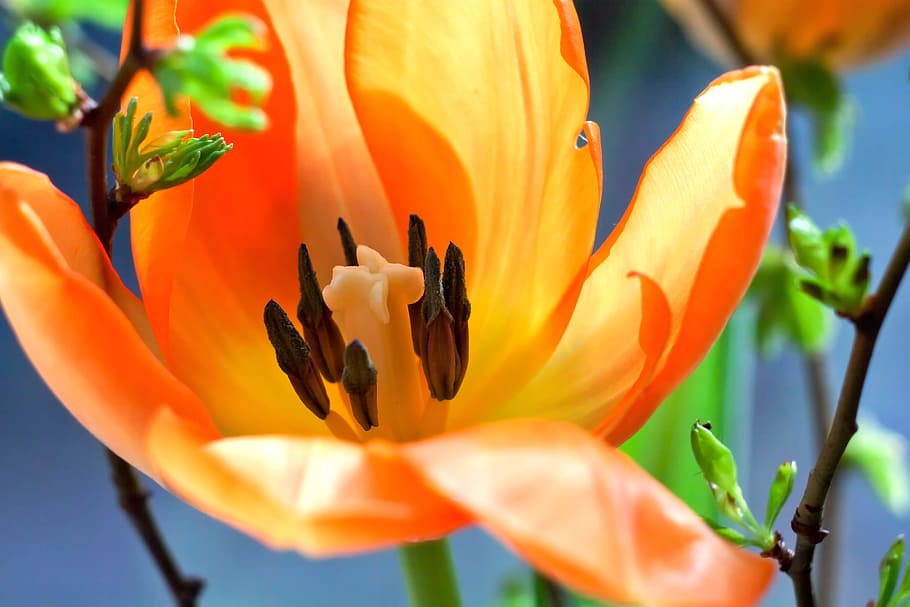 Tulip, Macro, Orange, Blossom, Bloom, nature, plant, flower HD wallpaper