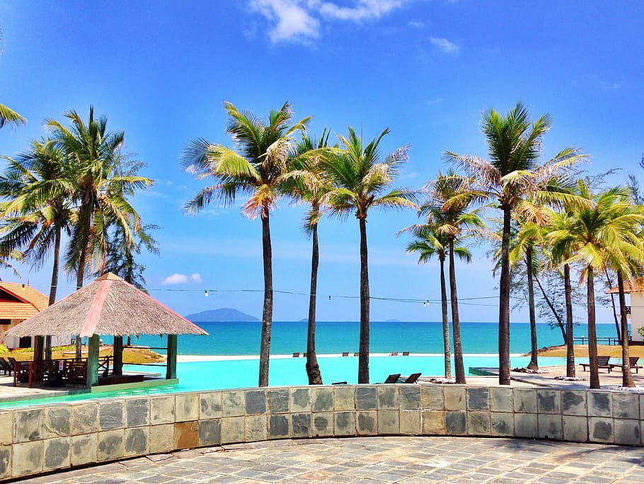 resort, palm tree, coconut tree, beach, palm trees, tropical HD wallpaper