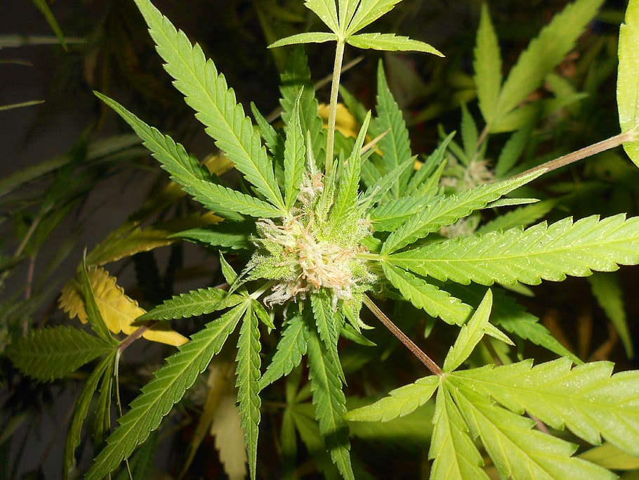 close-up photography of plant, marijuana, weed, green color HD wallpaper