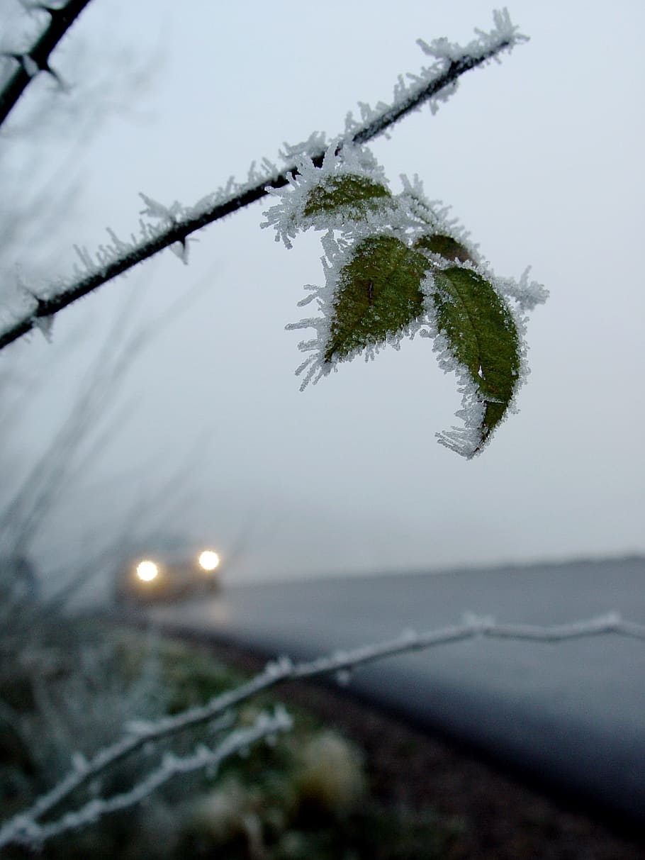 close-up photography of frozen green leaf, school start, risk HD wallpaper
