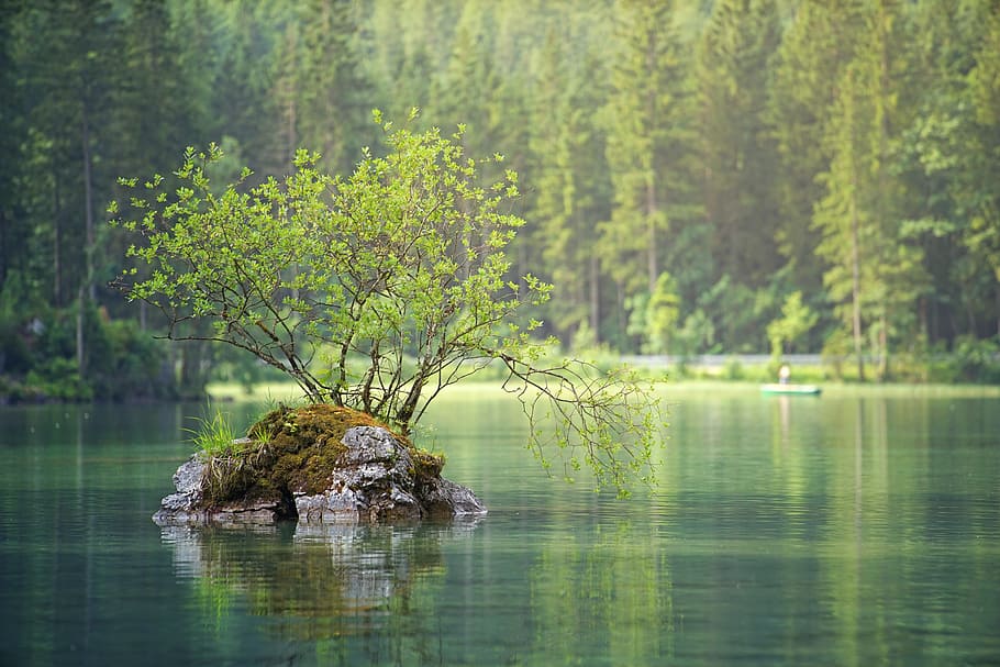 selective focus photography green leaf plant in calm body of water during day time HD wallpaper