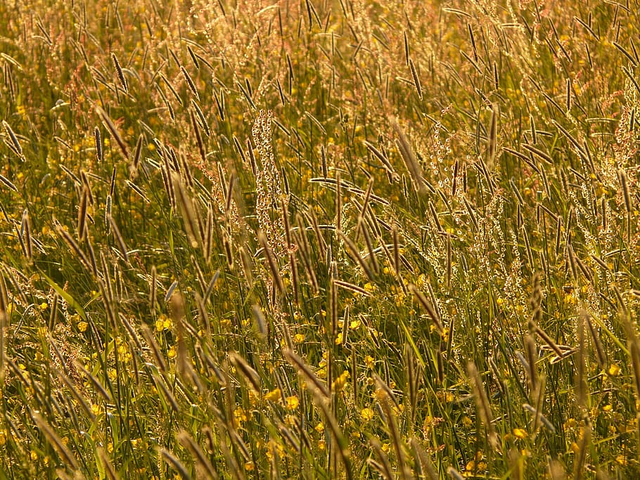 meadow, chuck meadows, food, grasses, blades of grass, meadows sauerampfer, HD wallpaper
