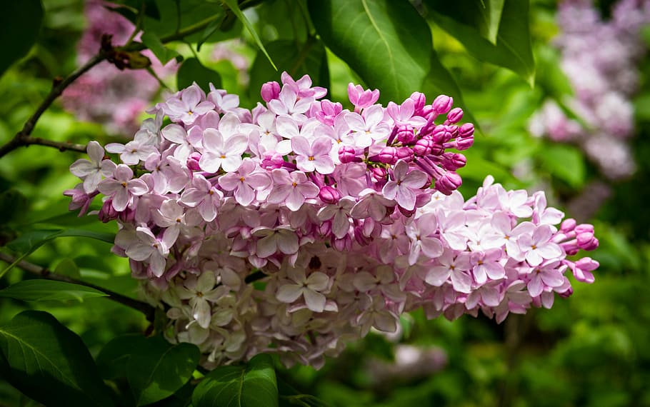 lilac, flower, garden, spring, flowering plant, pink color HD wallpaper