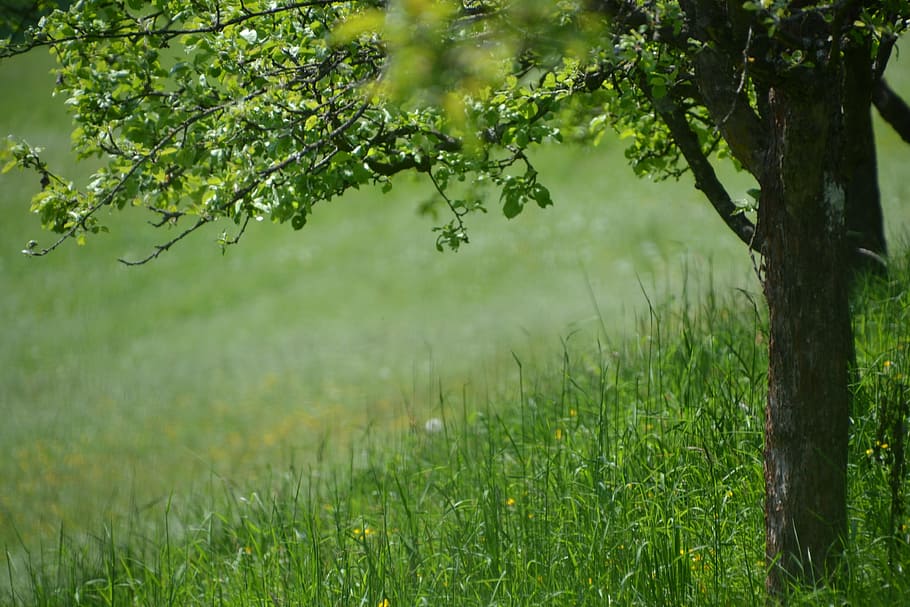 Tree, Meadow, Landscape, Nature, growth, green color, tranquility HD wallpaper