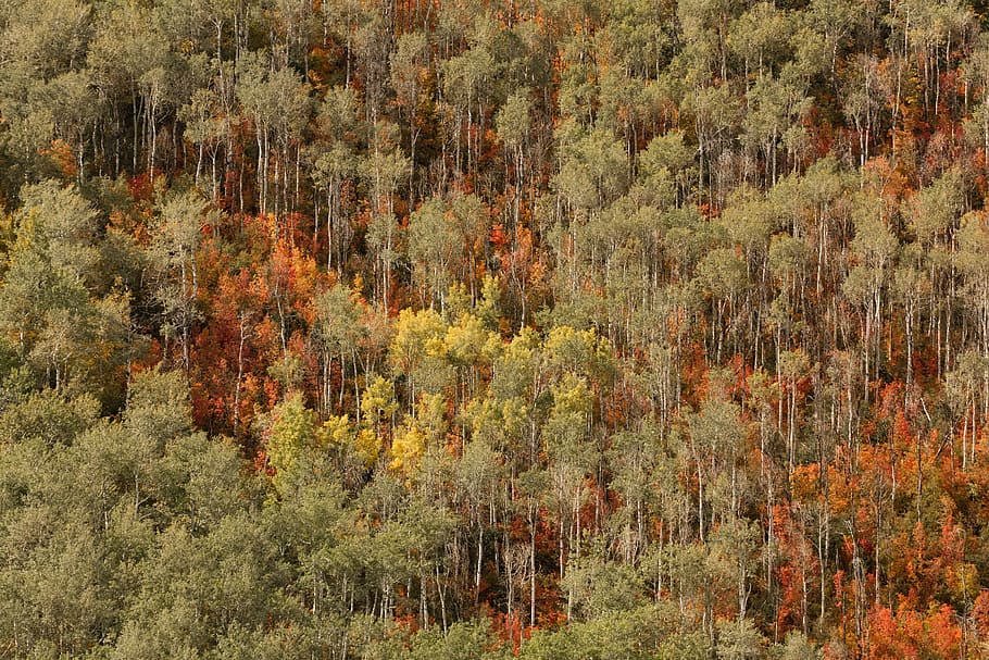 aerial view photography of trees, green forest during daytime HD wallpaper