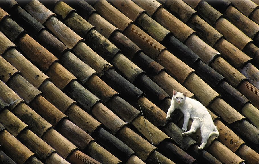 white cat on the wooden roof, tile, lazing around, relax, scan kb dia, HD wallpaper