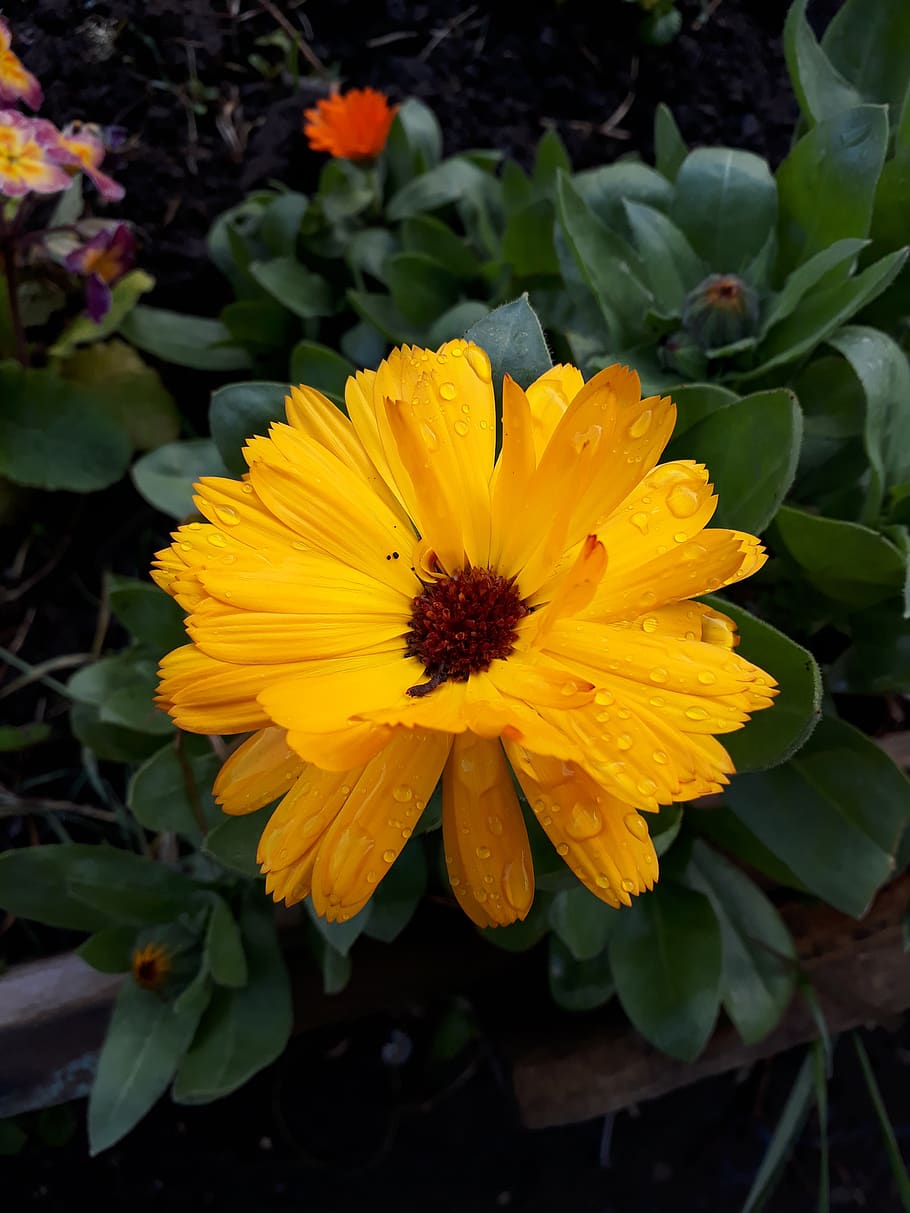 nature, flower, water, flowering plant, beauty in nature, fragility HD wallpaper