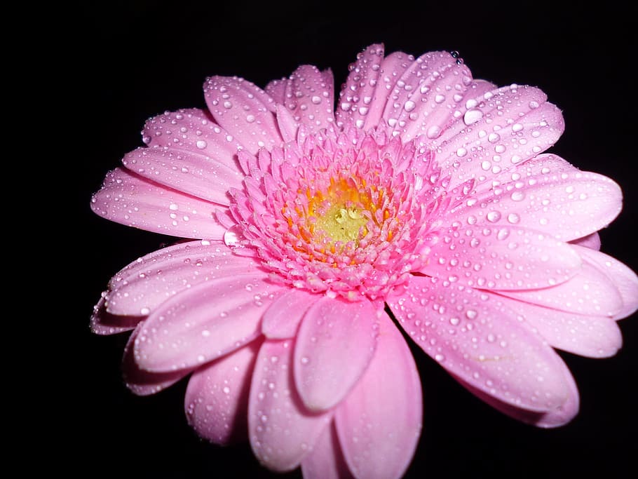 water dew on pink petal flower, blossom, bloom, gerbera, drop of water HD wallpaper
