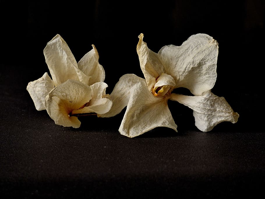 orchid, dry, flower, close-up, vulnerability, fragility, black background HD wallpaper