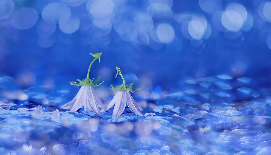 selective focus photo of two blue flowers, bellflower, bluebells