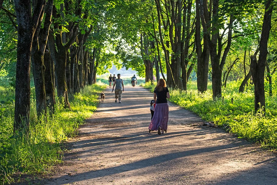 people waking on soil road near trees during day, alley, basswood